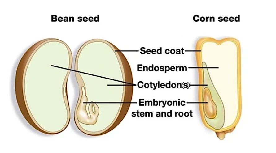 A digram of a dicot bean seed, showing the seed coat and cotyledon.