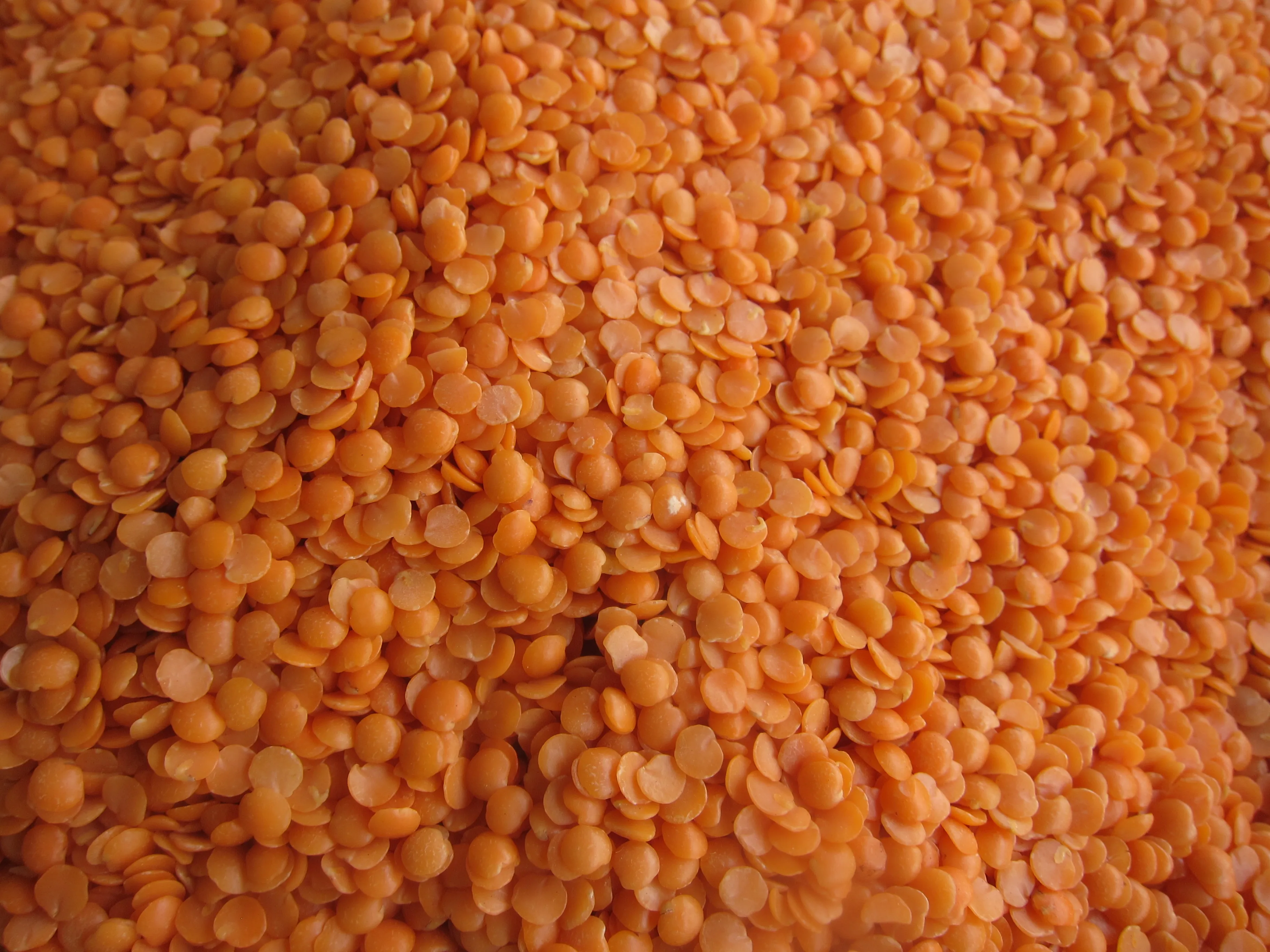 Some split, hulled red lentils